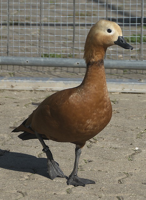 与消失更