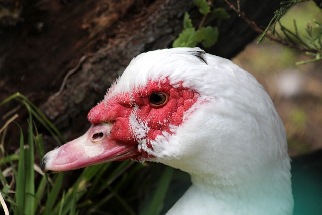 优势拱手相 优势拱手相